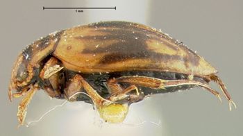 Media type: image;   Entomology 23925 Aspect: habitus lateral view